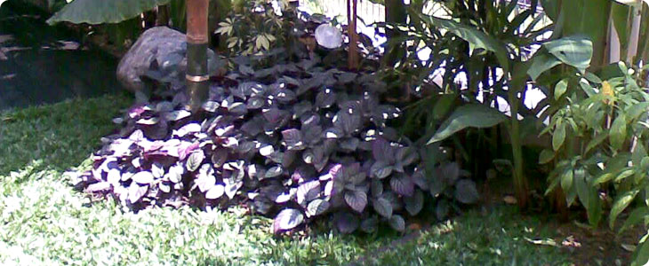 Gardening Services